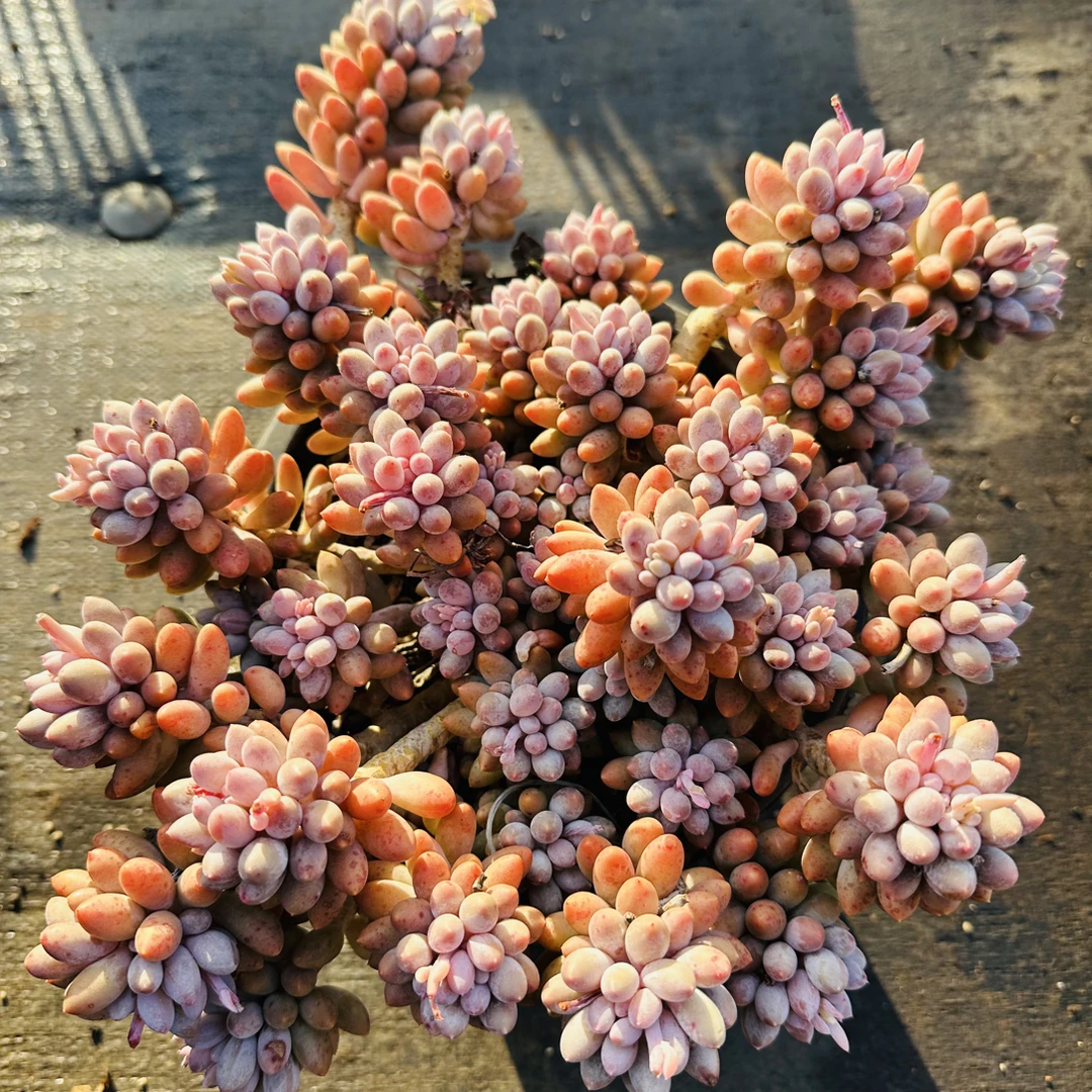 精控老桩婴儿手指  金金精品多肉植物