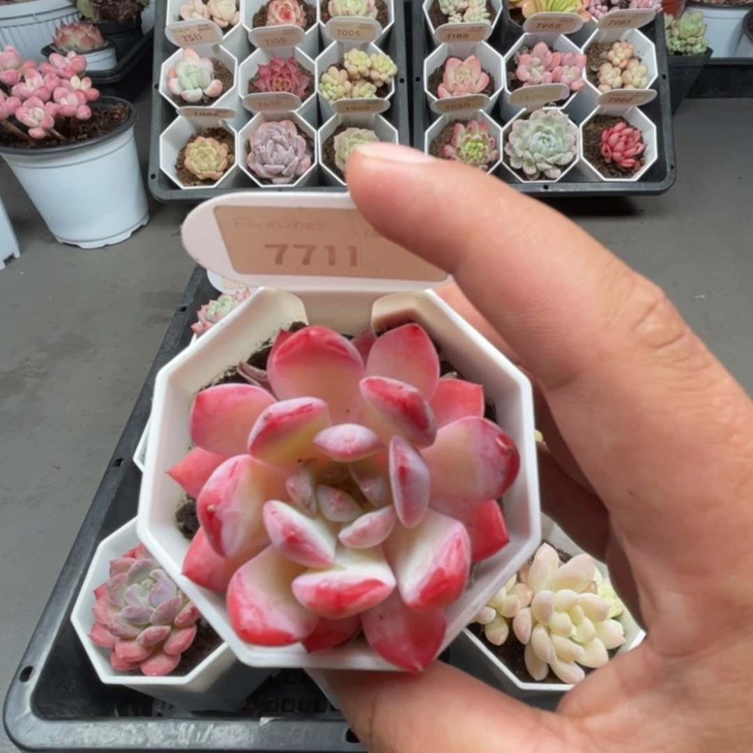 7711草莓杏仁5.0厘米