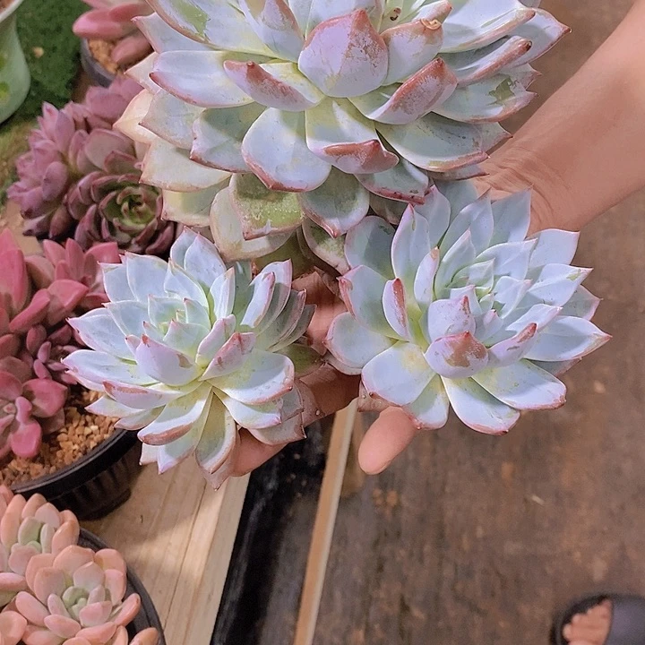 相****粉蓝鸟多肉植物植物老桩