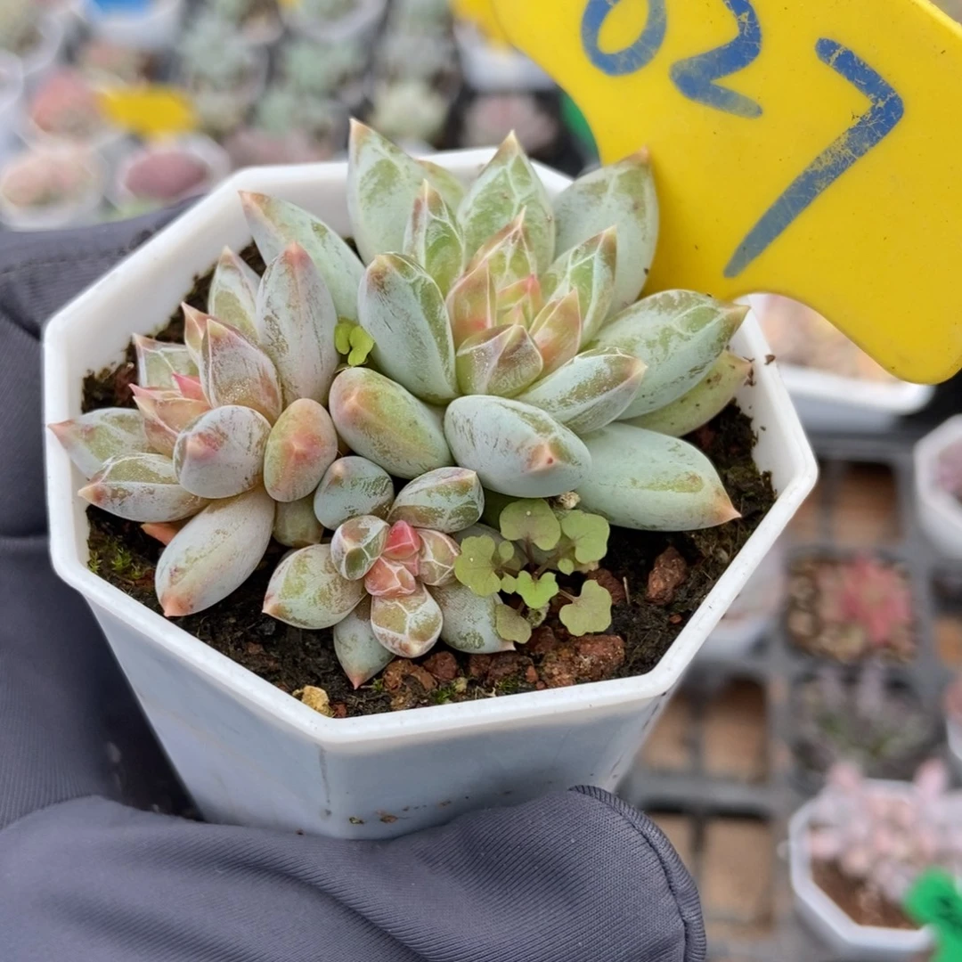 627伊丽莎白多肉植物