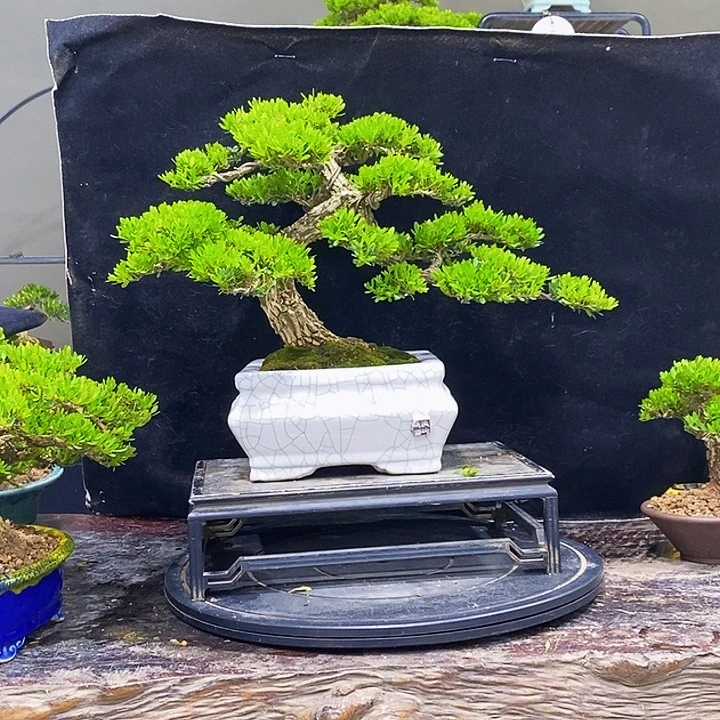评***友无花朵黄杨盆景四季常青