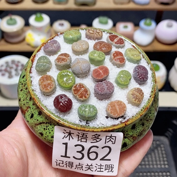 大盆土植物 精美盆栽 1362