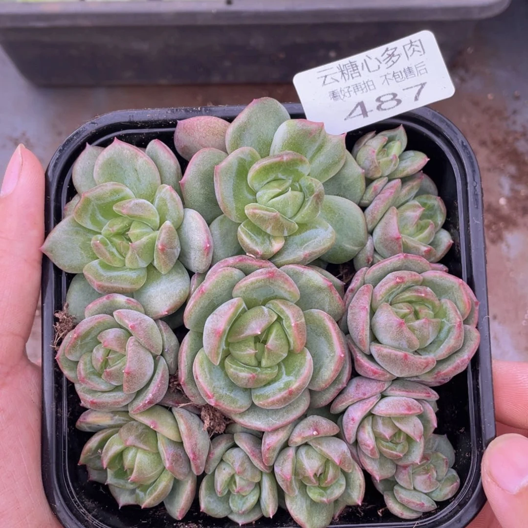 云糖心多肉植物487