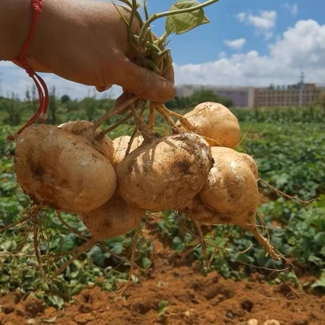 贵州地萝卜宝宝果凉薯新鲜白地瓜当季蔬菜脆甜多汁皮薄肉厚