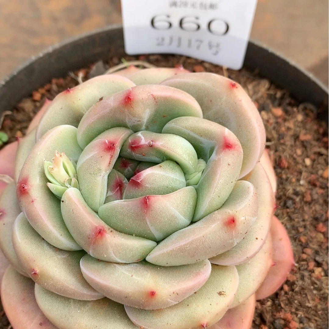 【闪购商品】云660