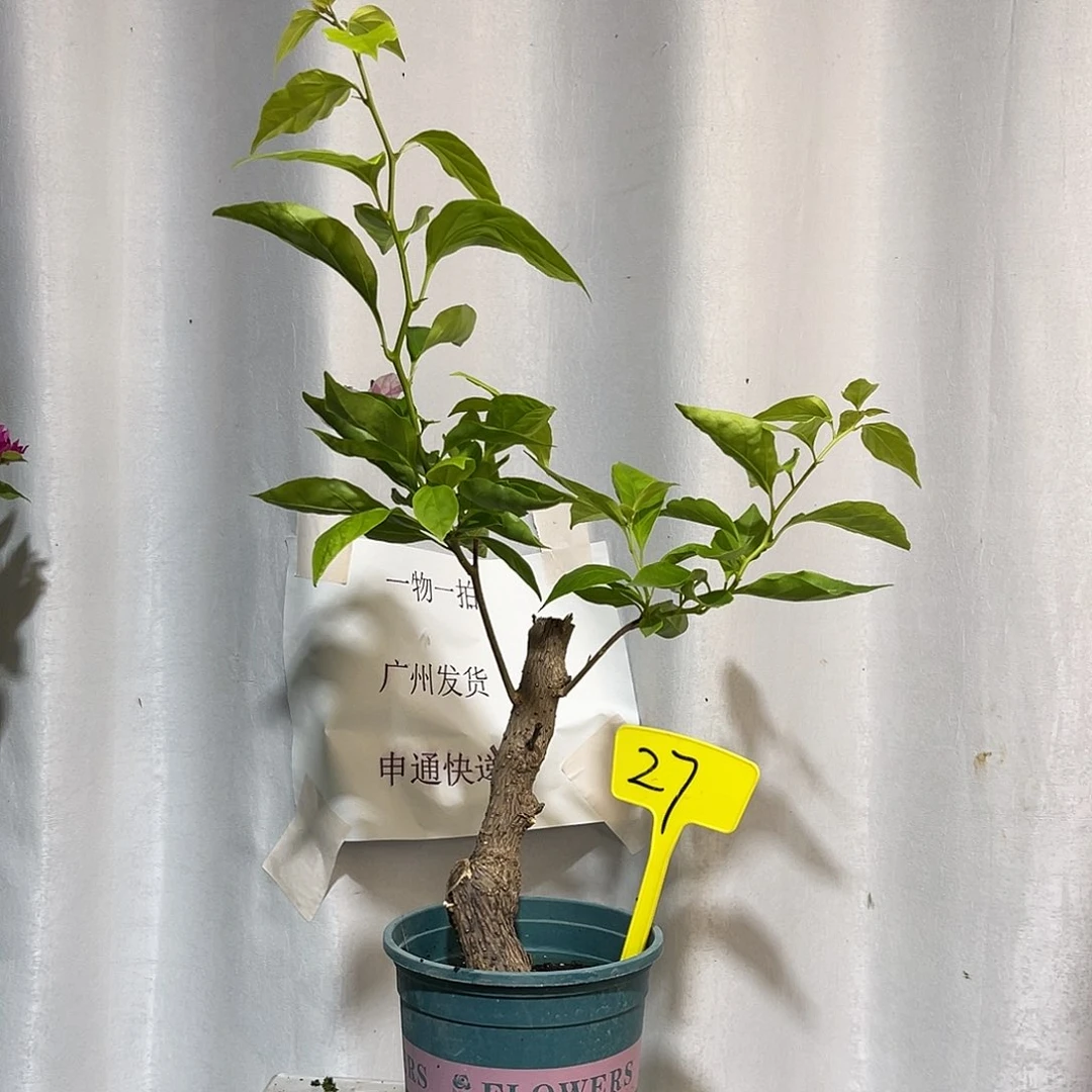 当前无花栽培后可以开花27章红樱桩