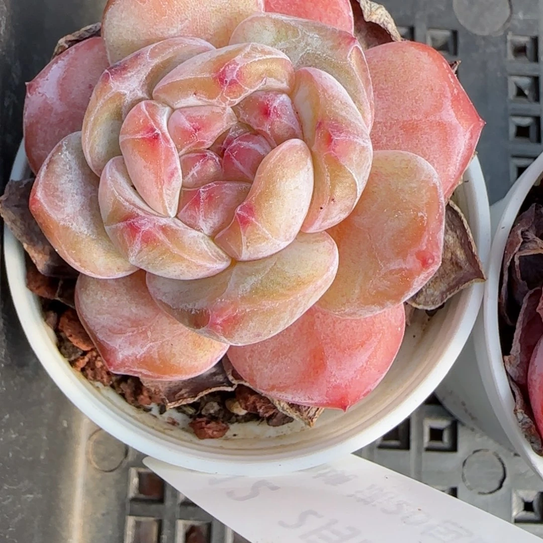 花语逸境0222-112