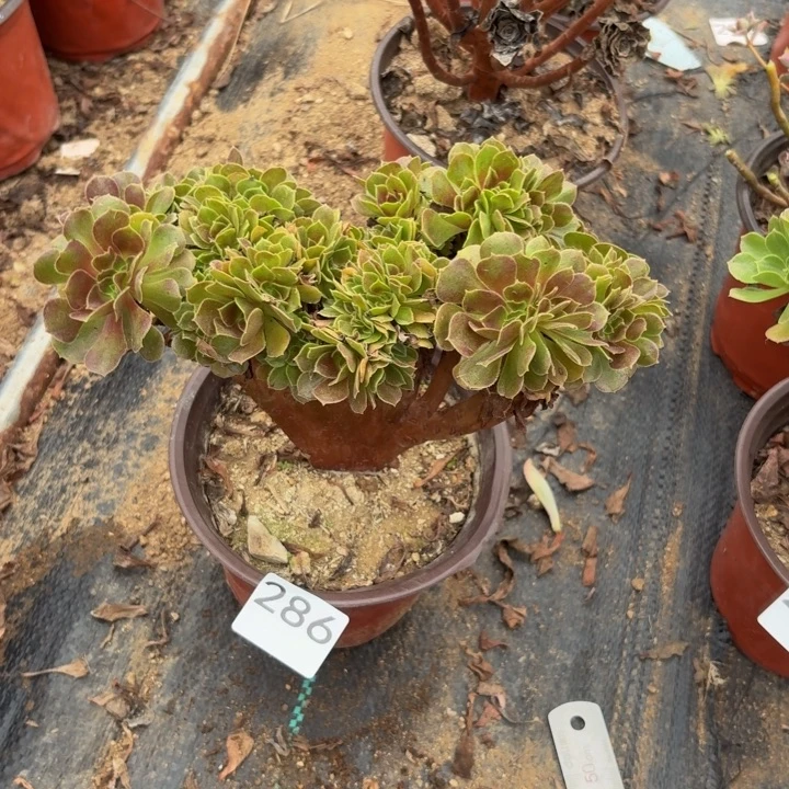 玫瑰缀多肉植物不包损286