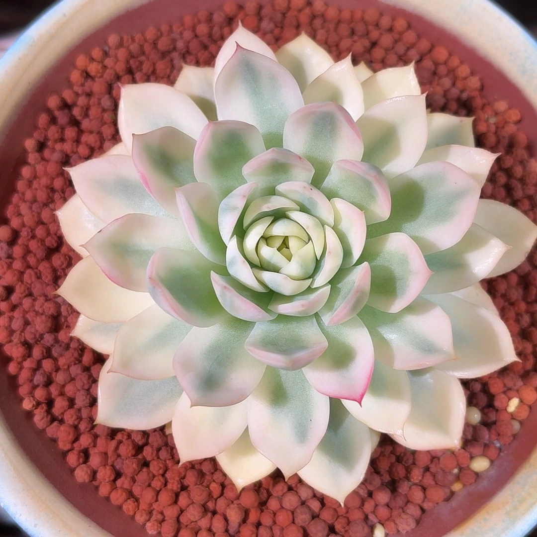 粉水晶锦 多肉多肉
