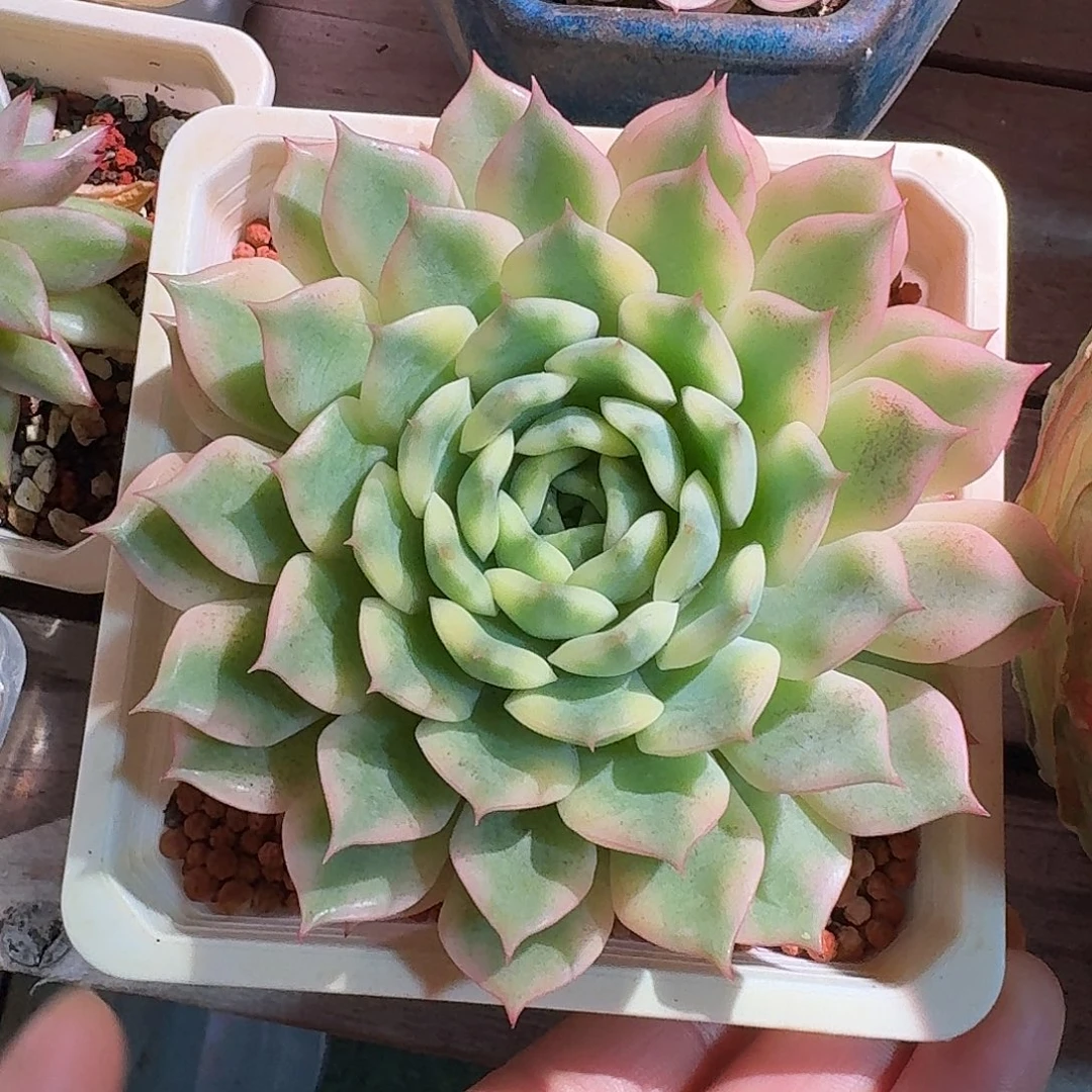 艾丽卡锦多肉多肉多肉