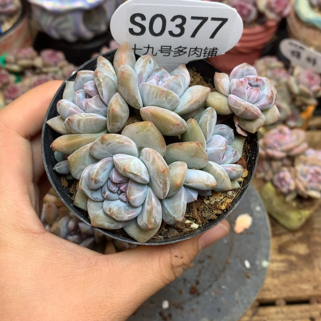 S0377 突尼斯 平头 8.5cm