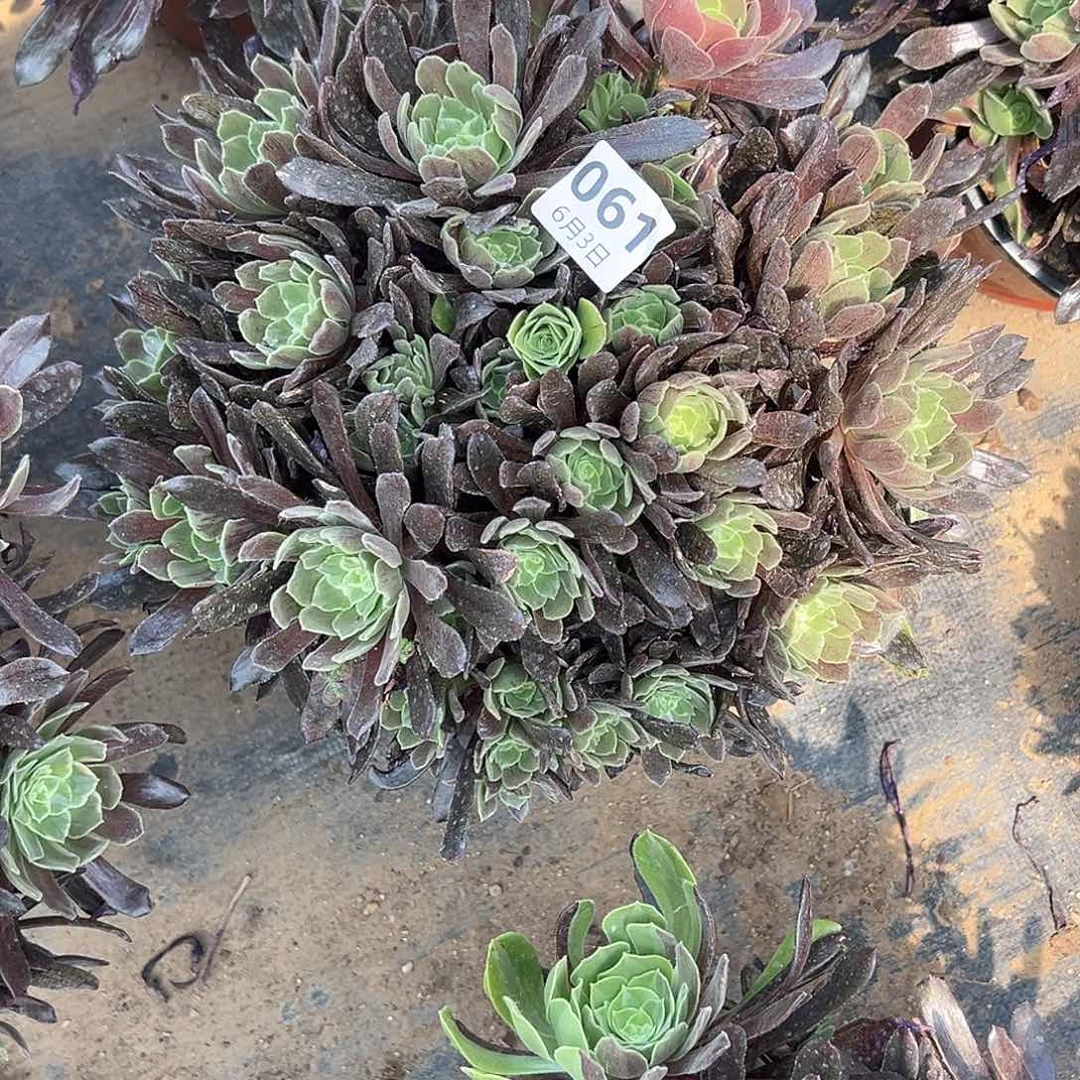 6.3-61灰姑娘多肉植物1