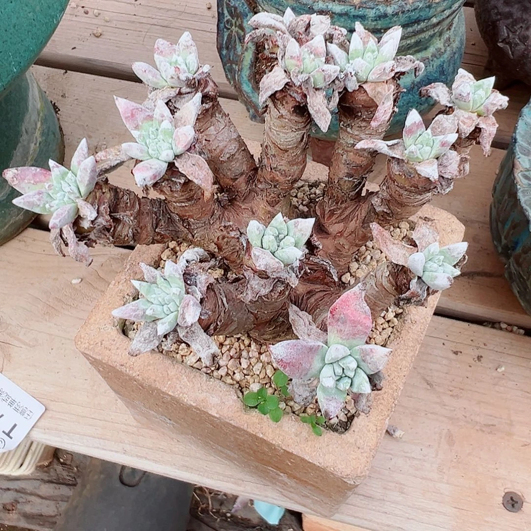 7949仙女杯多肉多肉