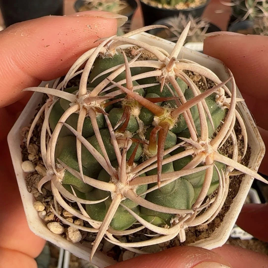 实生5.5厘米碧岩玉