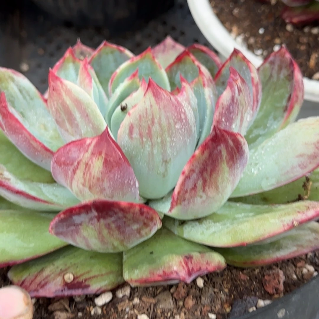 花脸惊鸿一物一拍包装收缩花旱819