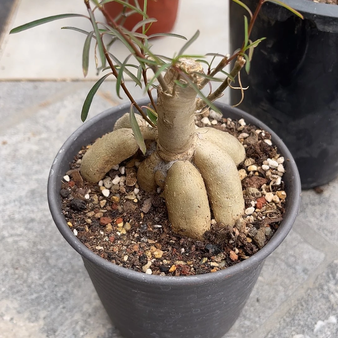 柳叶麒麟块根一物一拍