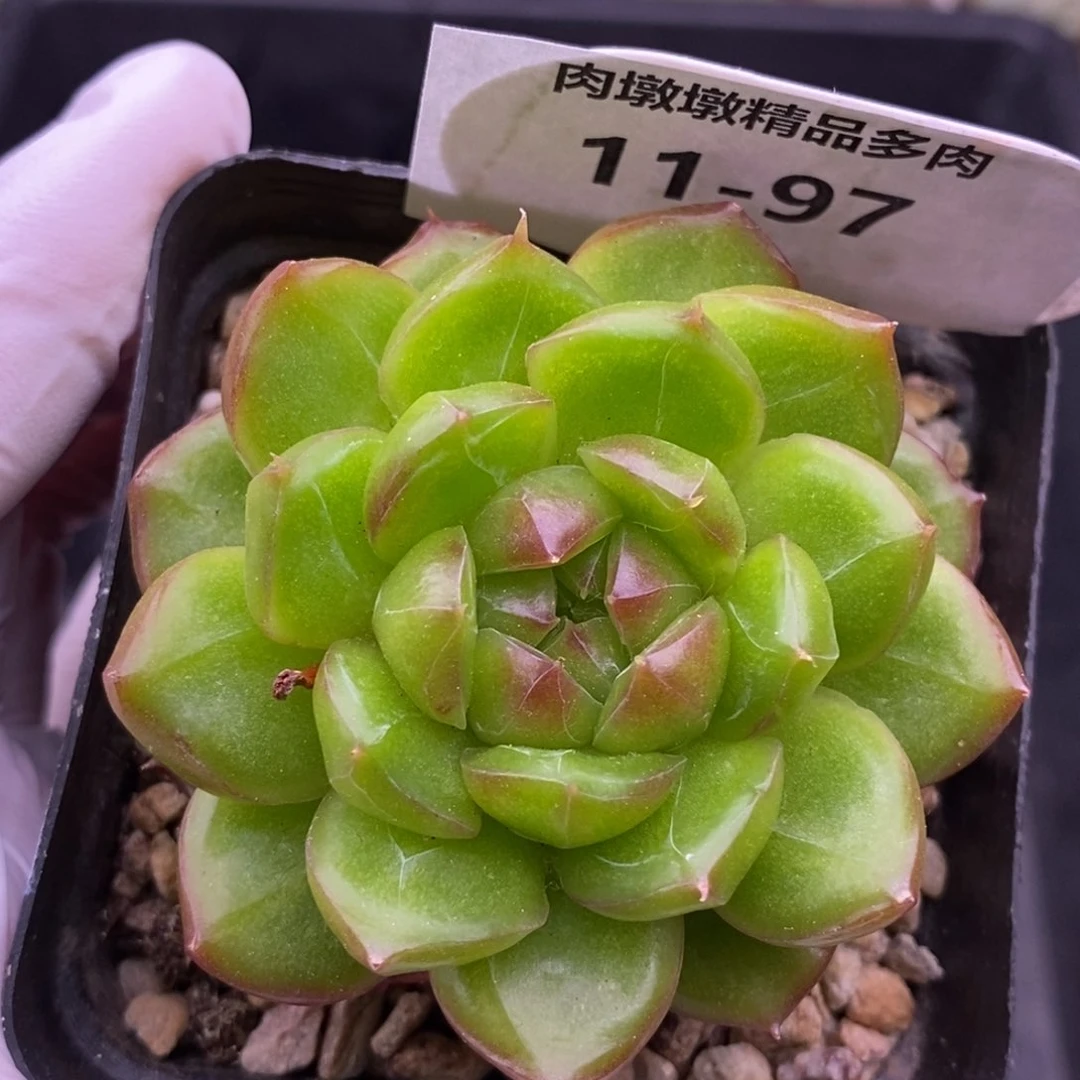 【闪购商品】11-97