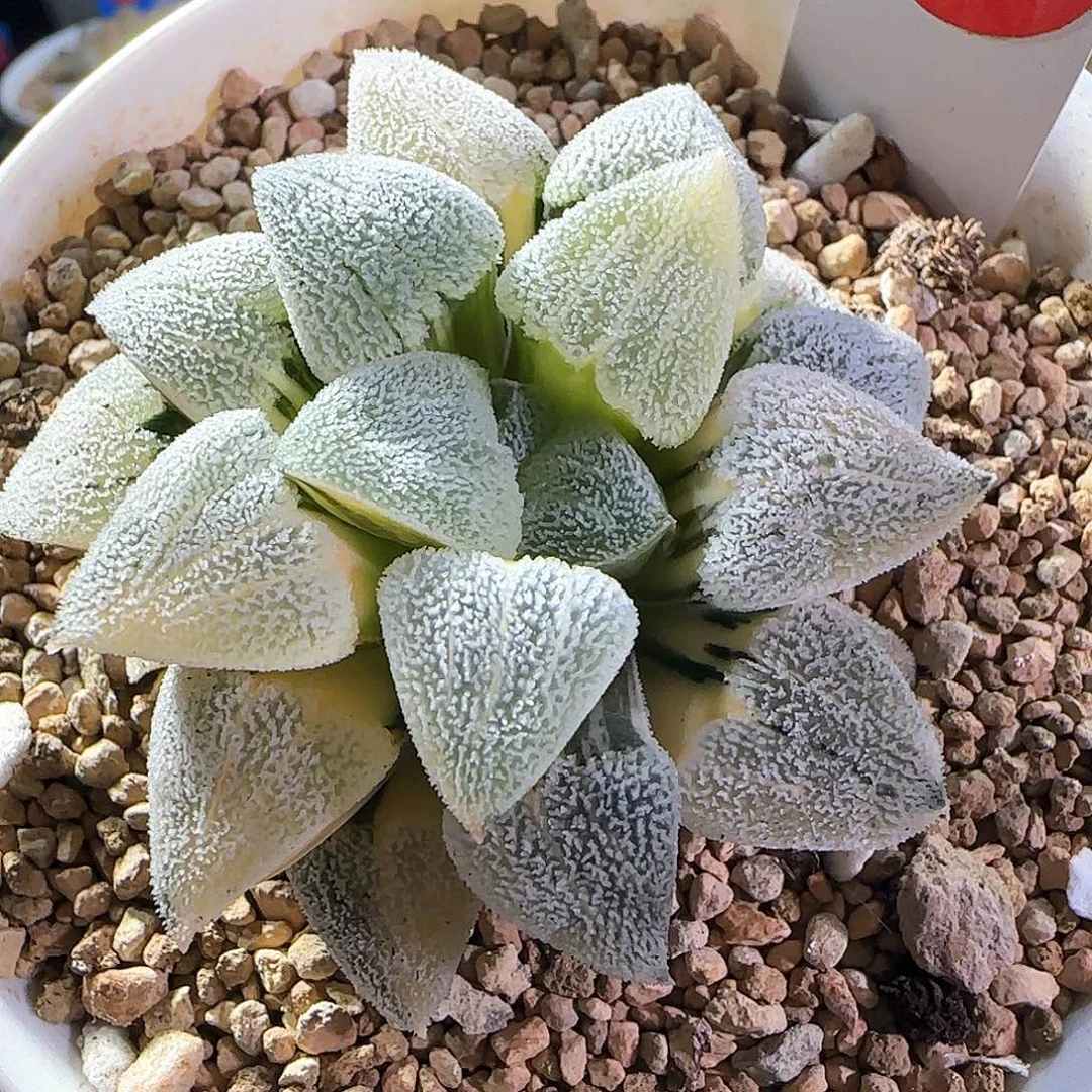 163号特白磨面锦一物一拍带盆土