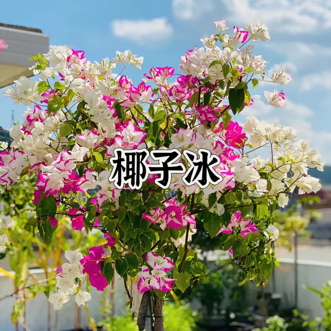 【椰子冰1颗苗】三角梅四季开花勤花庭院阳台爬藤耐寒好养 遇见基地