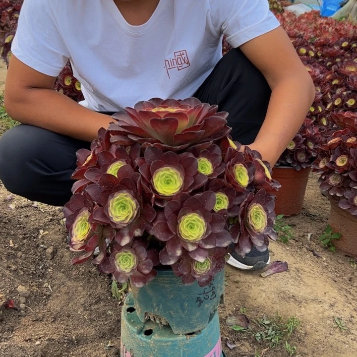 28.8魅金玫瑰一棵