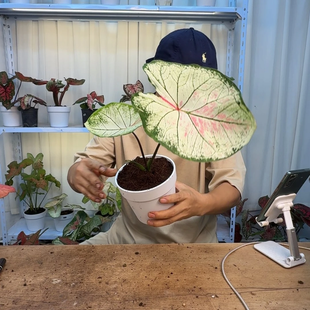 无花朵莫妮卡  1335地挖未养定