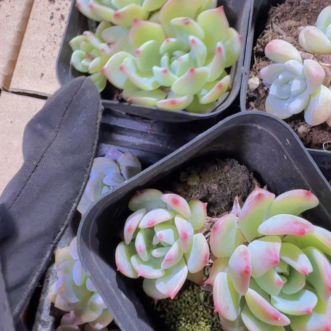 精品玛利亚多肉植物