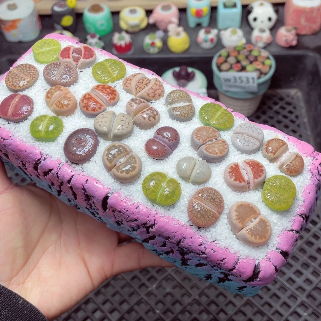 w3532 带盆土发货-零下地区拍保温箱