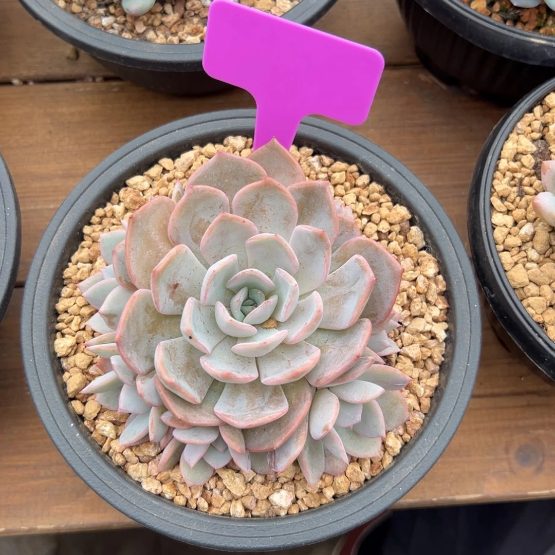 提拉米苏111111111111111