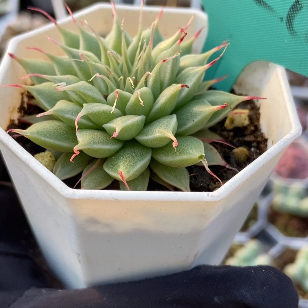 7226海胆多肉植物保护