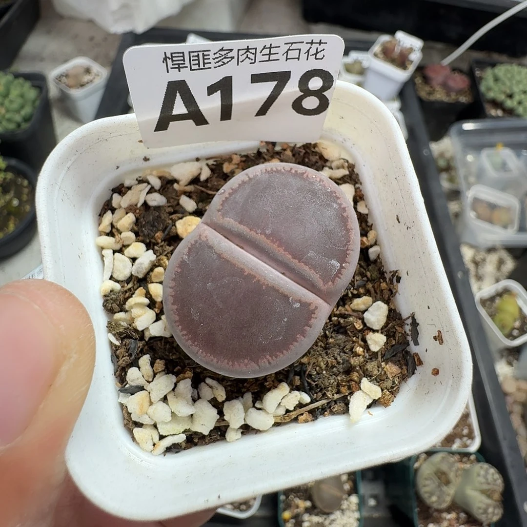 178多肉植物多肉植物