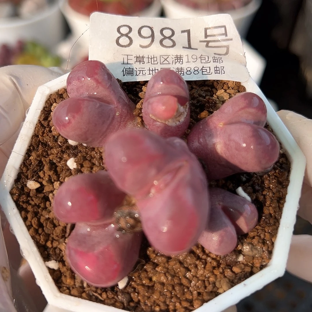 好养易活生石花大母本8981有个头老疤特价