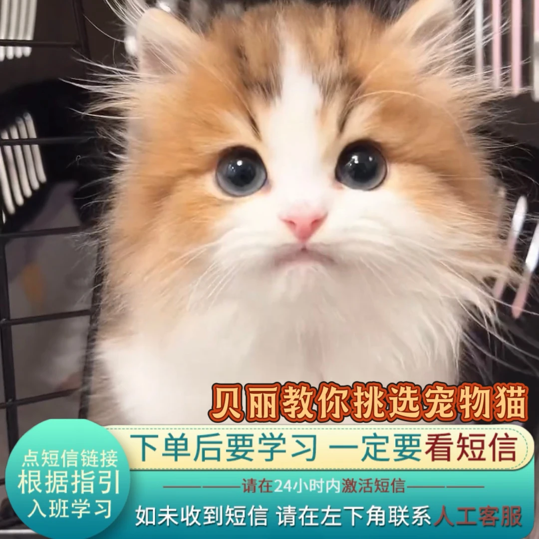 （下单接收短信）贝丽教你怎么去挑宠物猫