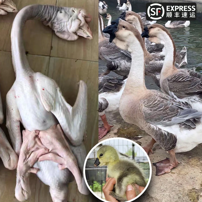 【3两左右】鹅肉 新鲜老鹅肉 顺丰包邮到家鹅肉