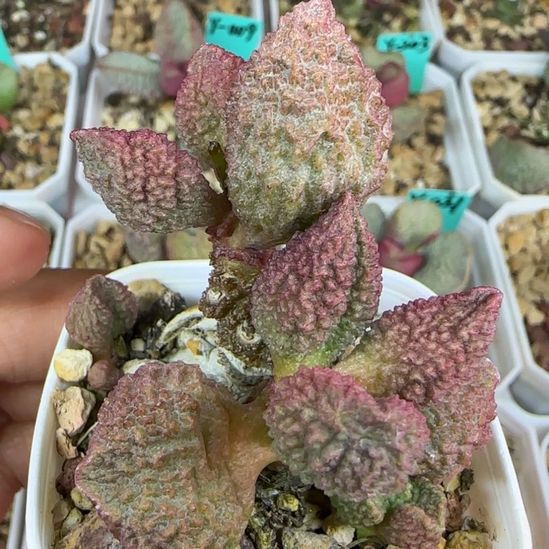 实生老桩，五方盆发