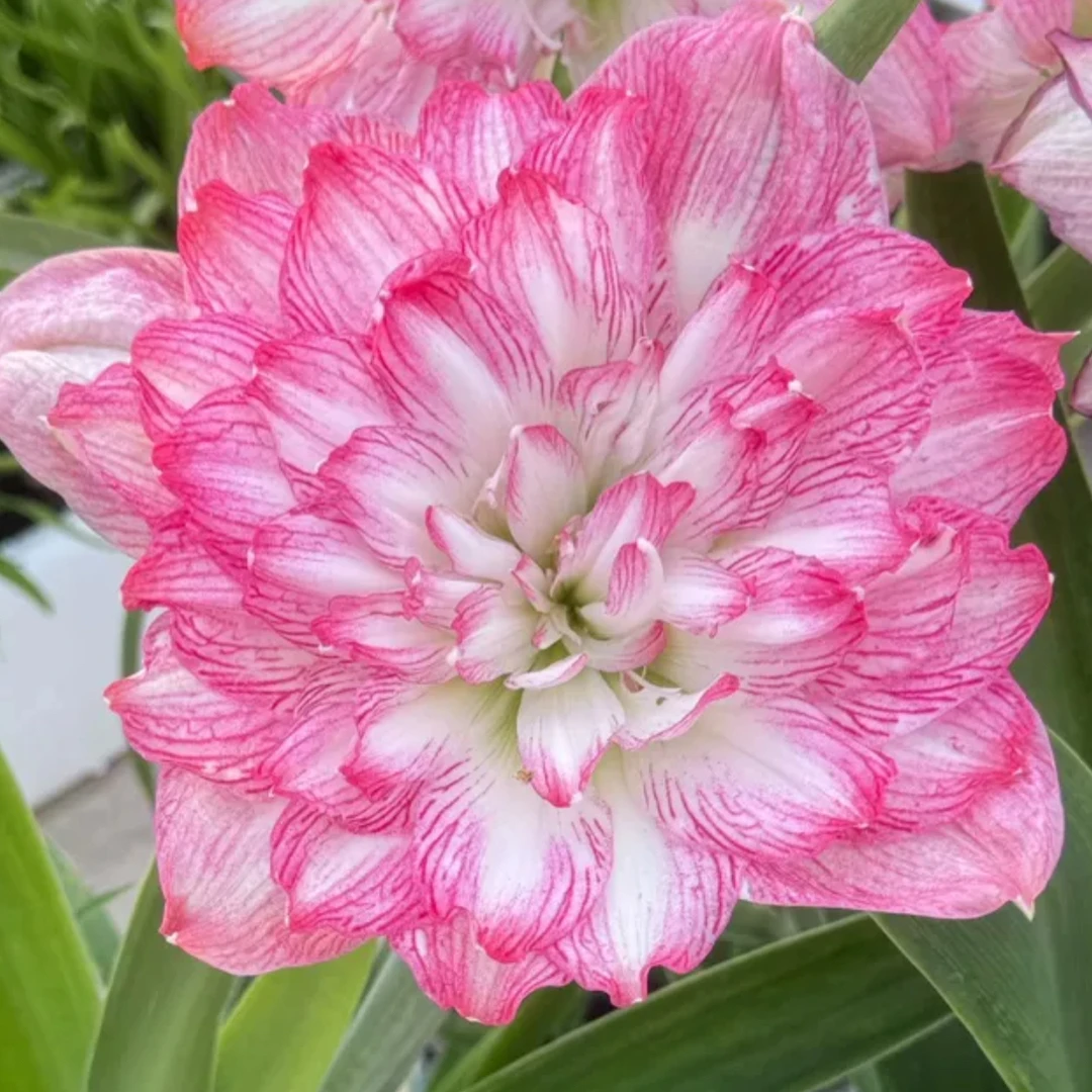 【草草花园】  花王 朱顶红