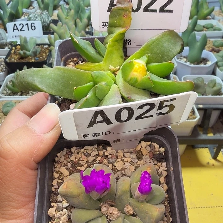 022。025。肉锥肉锥