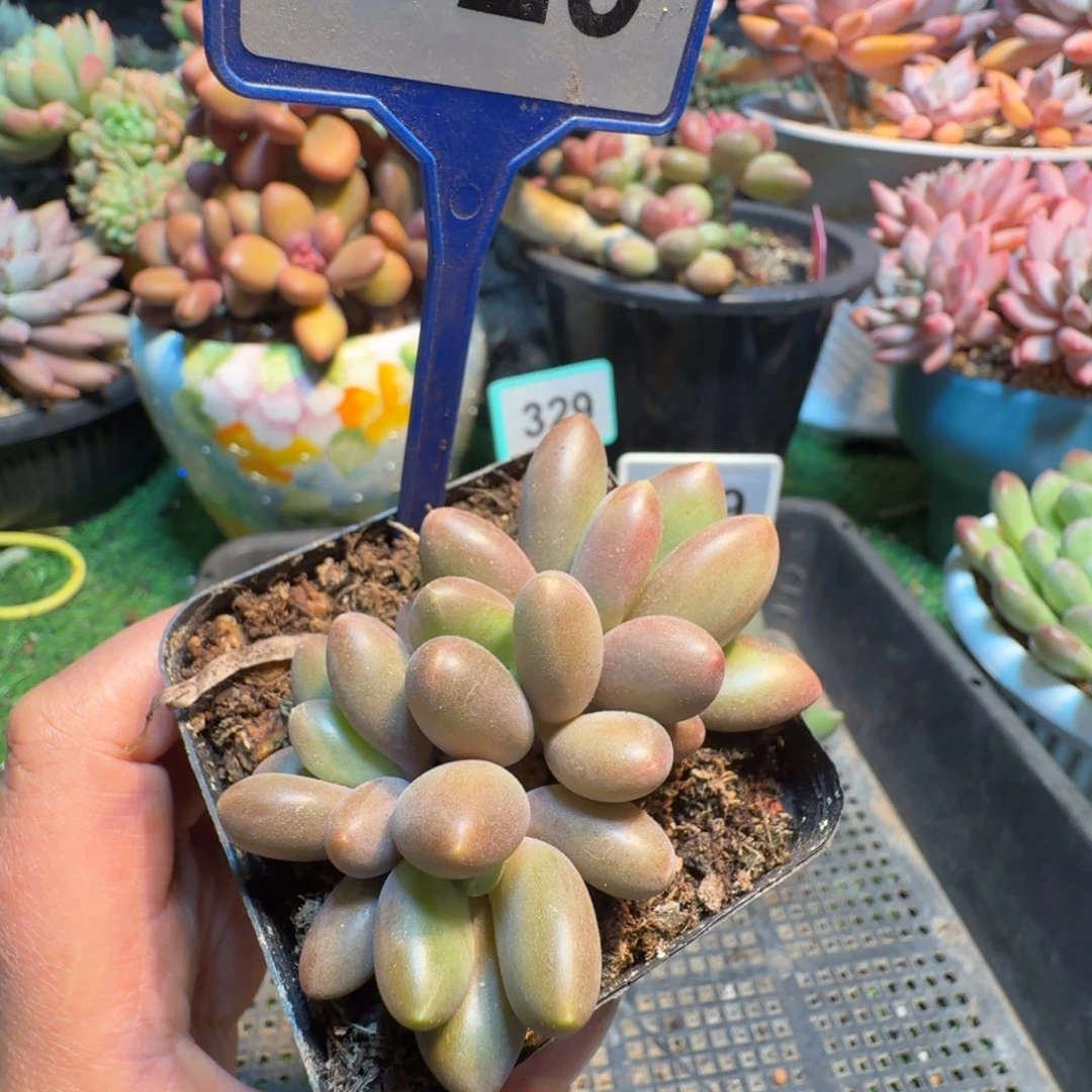 清***巷南非王子一物一拍129