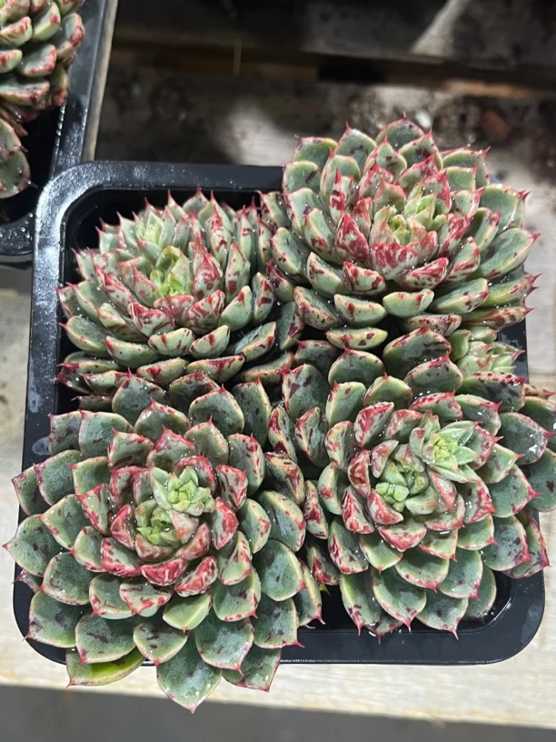 全场满15包邮 血滴子群生9-10厘米，带盆土发货懒人绿植多肉植物