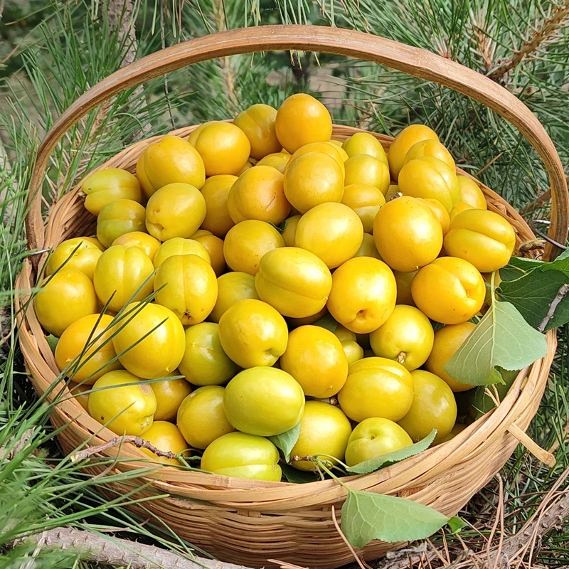 山东沂蒙山珍珠油杏小白杏黄杏香甜爆汁自然成熟