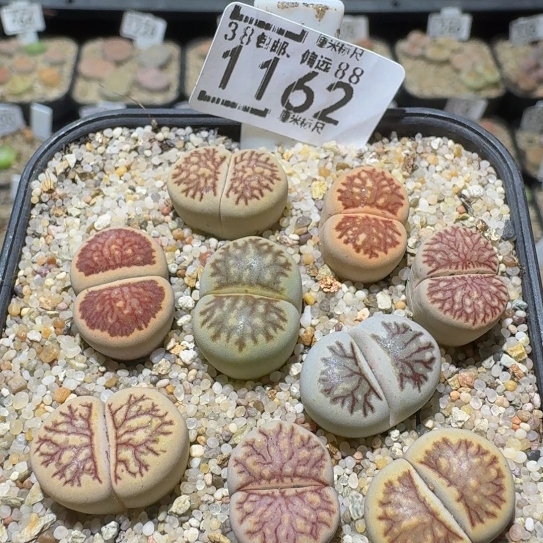 Sssss精品生石花1162