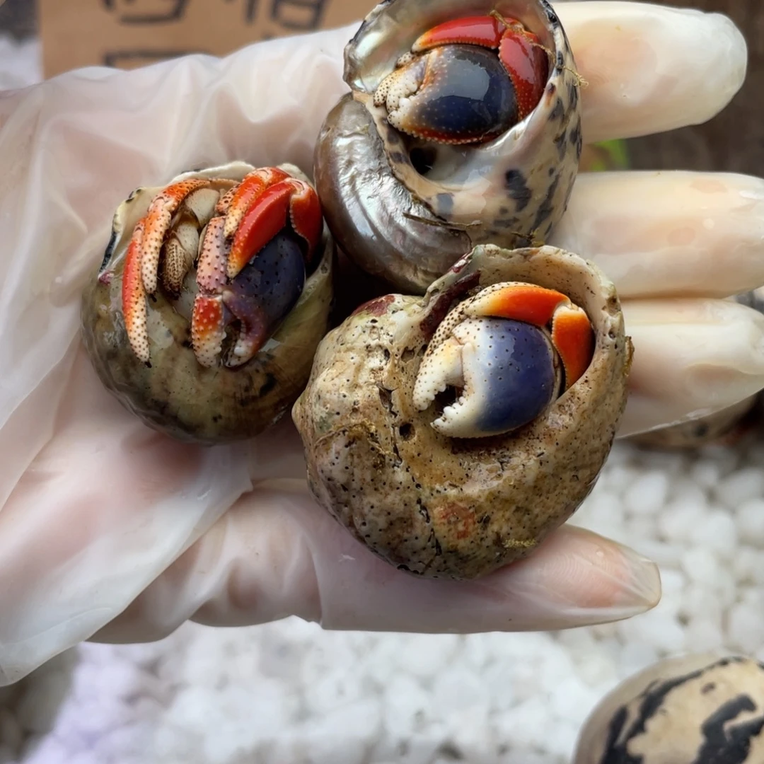 酥****酥酥女神拍好看好看