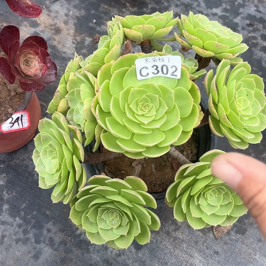 多肉植物302好多肉都