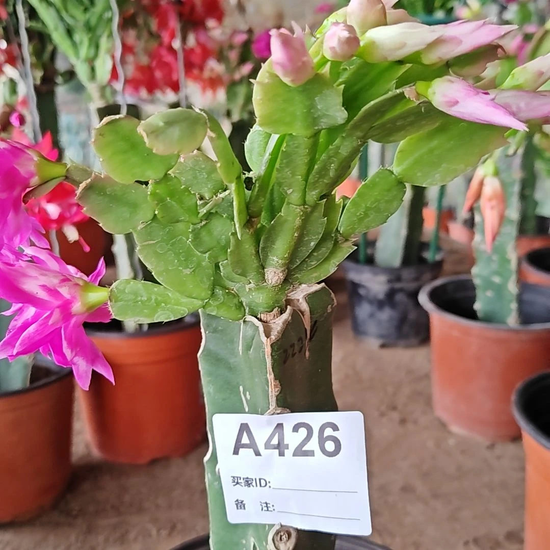 2224紫重瓣脱土脱盆易掉芽苞426