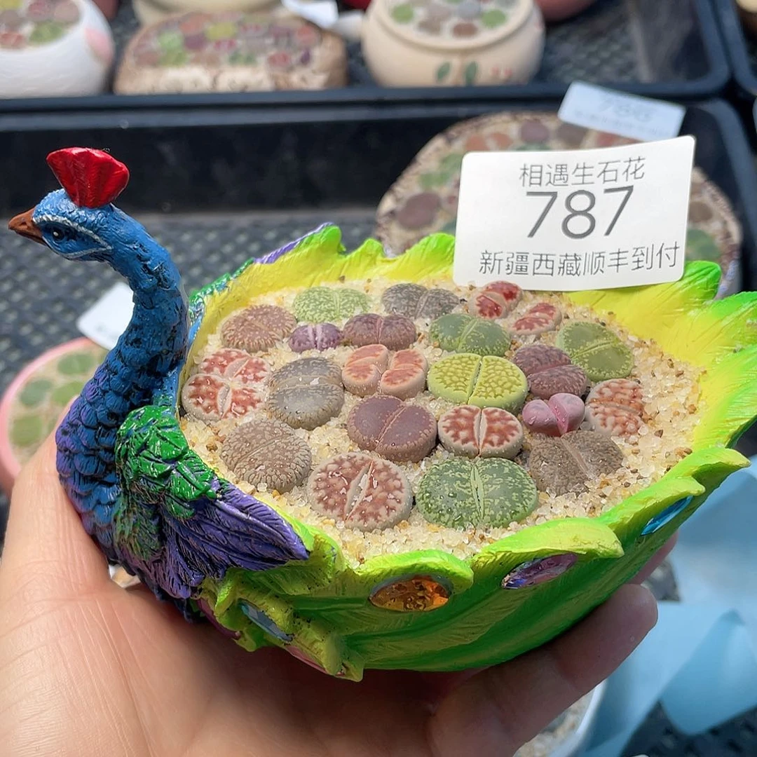 相遇开播福利787