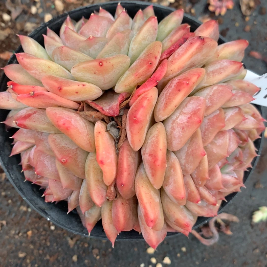 8079杂交精品基地11厘米