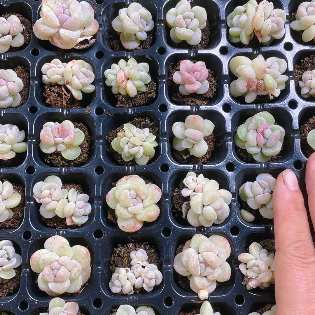 石化冰玉穴一个满25包邮