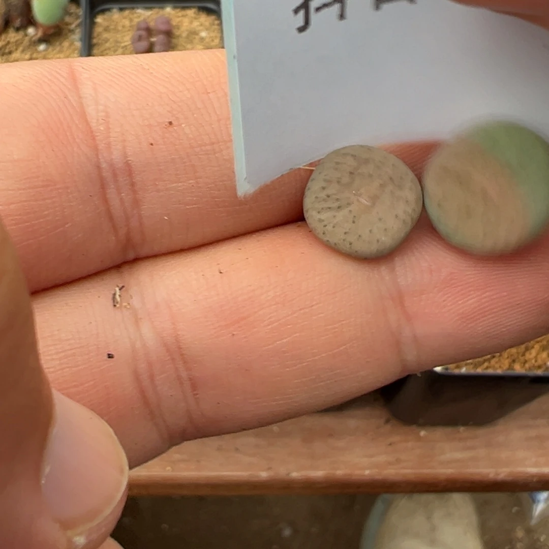 小***妮23-25肉锥多肉植物