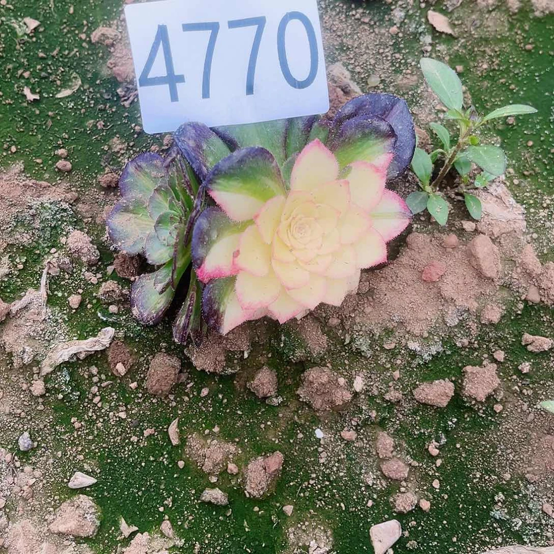 萧**姐4770海王七彩多肉植物