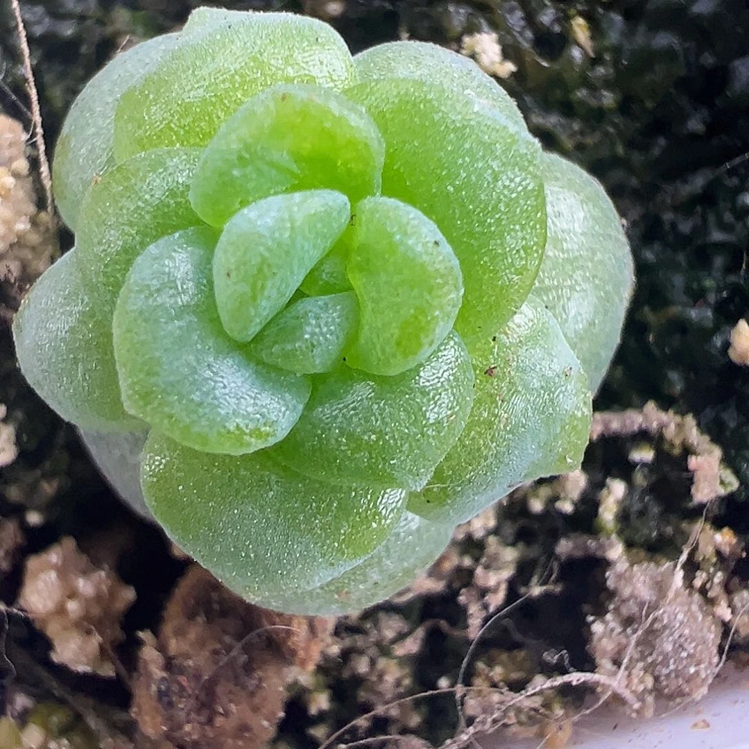 昭昭。开播福利。