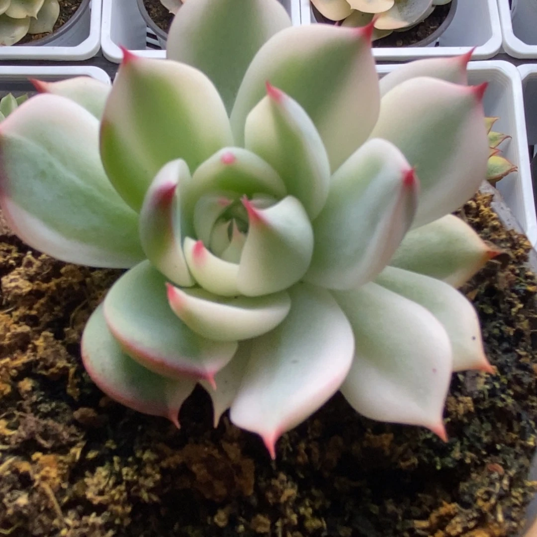 730锦锦锦锦锦锦锦锦锦